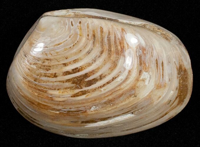 Wide Polished Fossil Clam - Jurassic #12082